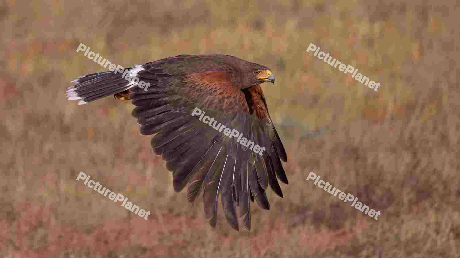Hauk Flying